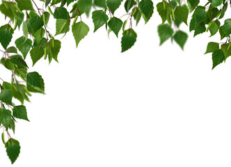 Corner arrangement. Birch branches with young green leaves and birch buds isolated on white...