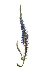 Dry pressed blue flower Veronica longifolia isolated on white background. Design element for creating collage, postcard, frame, interior decoration, creating oshibana.