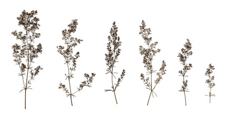 Set with beautiful dried pressed meadow flowers (Galium verum) isolated on white background. Design...