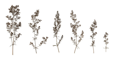 Set with beautiful dried pressed meadow flowers (Galium verum) isolated on white background. Design element for creating collage, postcard, frame, interior decoration, creating oshibana.
