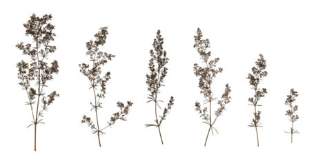 Set with beautiful dried pressed meadow flowers (Galium verum) isolated on white background. Design element for creating collage, postcard, frame, interior decoration, creating oshibana.