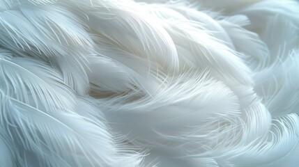 Obraz premium Realistic Fluffy White Feather Textured Background. Soft, Plush, Premium, Luxury, Elegant Pattern for Banner, Wallpaper or Fabric Design