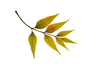 Dry pressed leaf of ash tree isolated on white background. Ideal for crafting stunning collages, heartfelt postcards, or one-of-a-kind home decor projects.