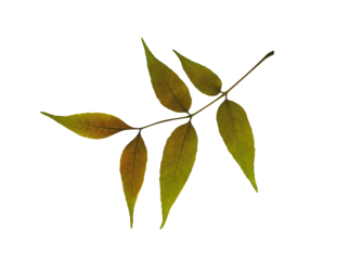 Dry pressed leaf of ash tree isolated on white background. Design element for creating collage, postcard, frame, interior decoration, creating oshibana.