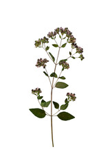 Dry pressed flower Wild marjoram (Origanum vulgare) isolated on white background. Ideal for...