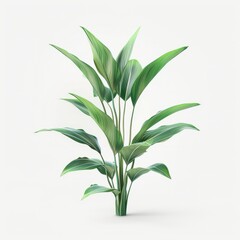 Fototapeta premium A green Aspidistra plant stands against a plain white background