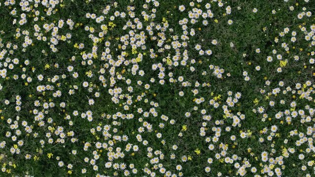 Ascending flight with a drone with a top-down view in a meadow full of flowers, the vast majority are chamomile flowers Matricaria recutita alternating with other yellow ones, moving by the wind
