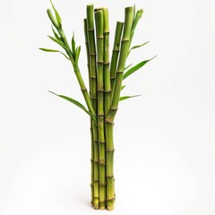 Obraz premium A fresh green bamboo shoot with multiple stalks and leaves set against a white background
