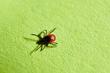 close-up of a tick on green background, acari