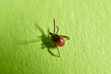 close-up of a tick on green background, acari
