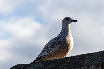 seagull on the wall