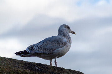 seagull on the wall