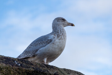 seagull on the wall