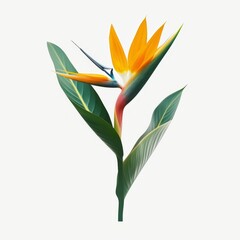 Obraz premium A vibrant bird of paradise flower displayed on a clean white background