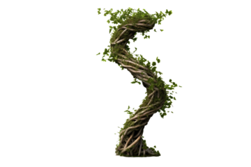 The Symbiotic Symmetry of Vines Spellbindingly Shape the Letter S on White or PNG Transparent Background.