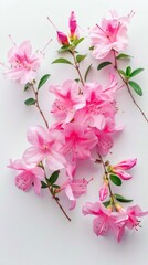 Bouquet of pink azalea flowers displayed on a clean white background