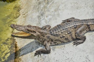 Young crocodile opening mouth and resting under the sun. Close up large reptiles. close up crocodile face in Thai farm.