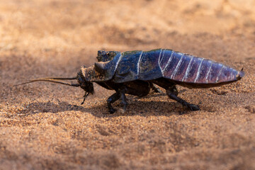 Eine laufende Madagaskar-Fauchschabe in der Seitenansicht