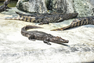 Young crocodile opening mouth and resting under the sun. Close up large reptiles. close up crocodile face in Thai farm.
