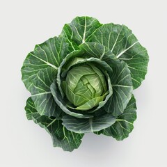 Fototapeta premium A single cabbage placed against a white background, showcasing its vibrant green leaves and unique texture