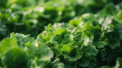 Close-up of leafy greens growing in a closed system farm