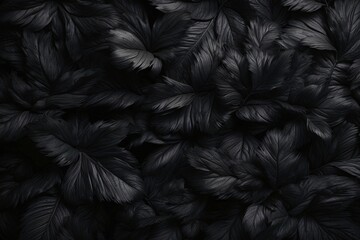 A photographic texture of dark feathers arranged tightly together to resemble a leafy or floral pattern
