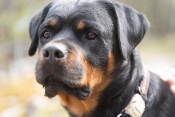 portrait of a rottweiler