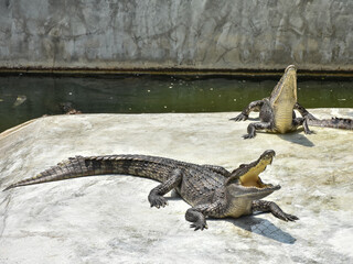 Young crocodile opening mouth and resting under the sun. Close up large reptiles. close up crocodile face in Thai farm.