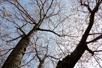 大きな桜の木の下で