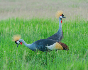 Two Crown Birds at an angle