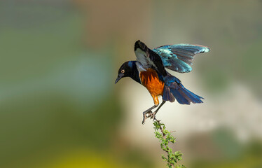 African starling Kenya Masai mara wildernes