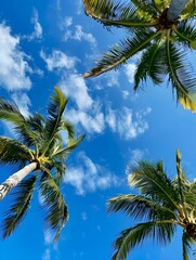 Fototapeta premium Palm Trees and Blue Skies at Miami Beach
