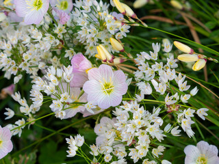 道路沿いに咲く春の花々