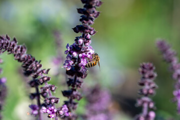 Purple Dark Opal Basil plant blooming in the garden bed, purple basil flowers. Seasoning of basil growing in the garden. Healthy herb used in salads, Selective focus