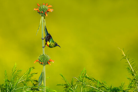 Africa - Kenya -Marico sunbird,
Cinnyris pulchellus melanogastrus