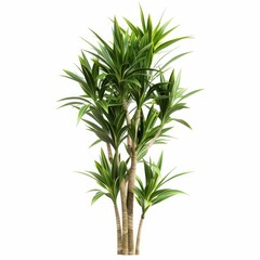 Fototapeta premium A Dracaena plant displayed in a pot with soil, set against a clean white background