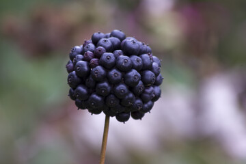 Hedera helix berry, common ivy, English ivy, European ivy, or just ivy berry. Hedera berry for...