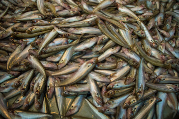 In Jatrabari, Dhaka, Bangladesh, vendors bustle with activity, selling fish at the busy wholesale fish market