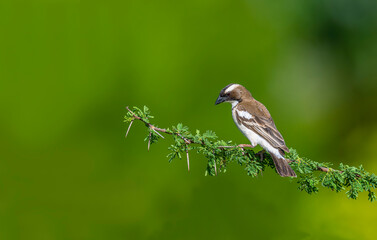Fototapeta premium Africa-Kenya; White-browed sparrow weaver bird on tree branch.