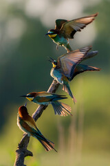 Flock of European bee-eater (Merops apiaster) on a perch. Colorful migratory birds. Nature reserve...