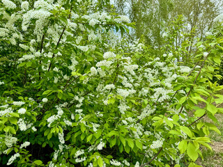 first bird cherry blossoms, fragrant flowering in spring, bird cherry