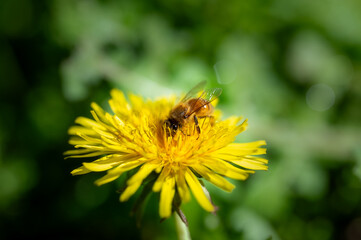 Yellow flowers of dandelions in green backgrounds. Spring and summer background, Australia native plants, A honey bee collects nectar from yellow dandelion flowers