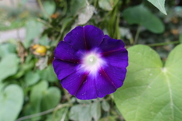 Macro of one deep purple flower of Ipomoea purpurea in September