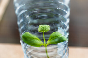 Seedling in a plastic bottle, reuse of materials, light, heat, reduction of disease, good...