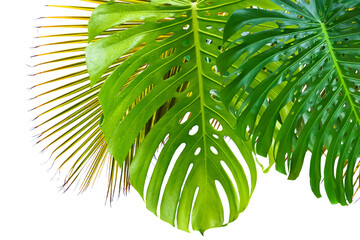 palme de cocotier et feuilles e philodendron 