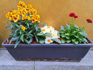 Multi-colored erysimum, bellis and primula flowers bloom in a pot on a windowsill against a yellow wall. © Tanya