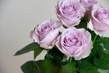 紫色の薔薇