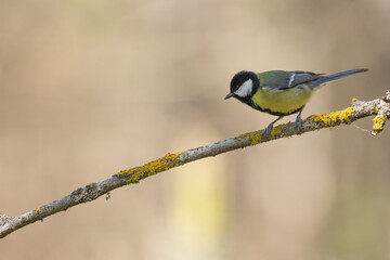 Colorful great tit ( Parus major ) drinking water on forest puddle, photographed in horizontal,...