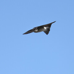 asian house martin in flight