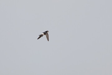 asian house martin in flight